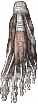 From Gray's Anatomy, via Wikimedia Commons. Public Domain.