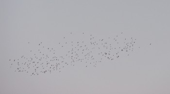 Starlings!