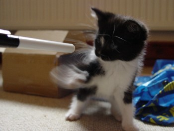 our cat as a kitten, attacking a pen